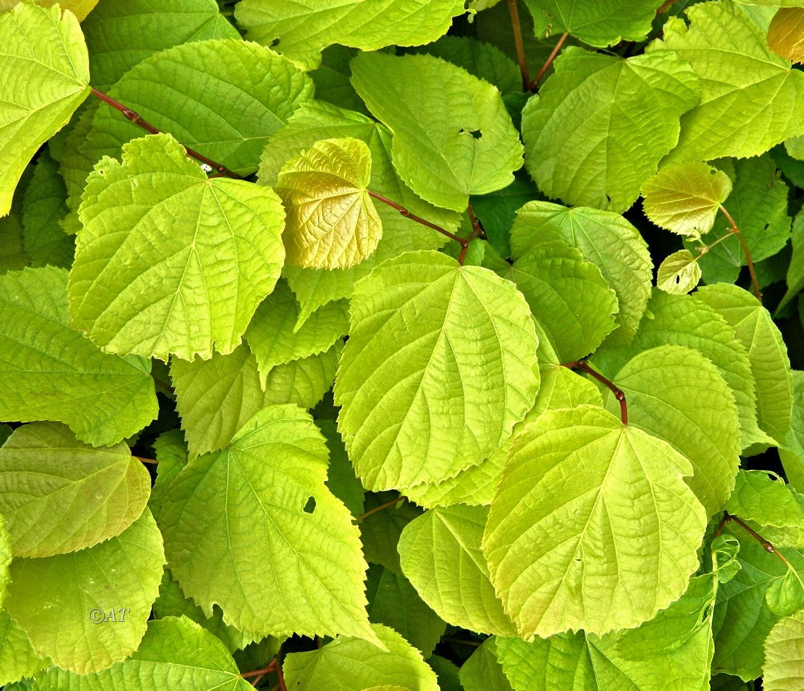 Image of genus Tilia specimen.