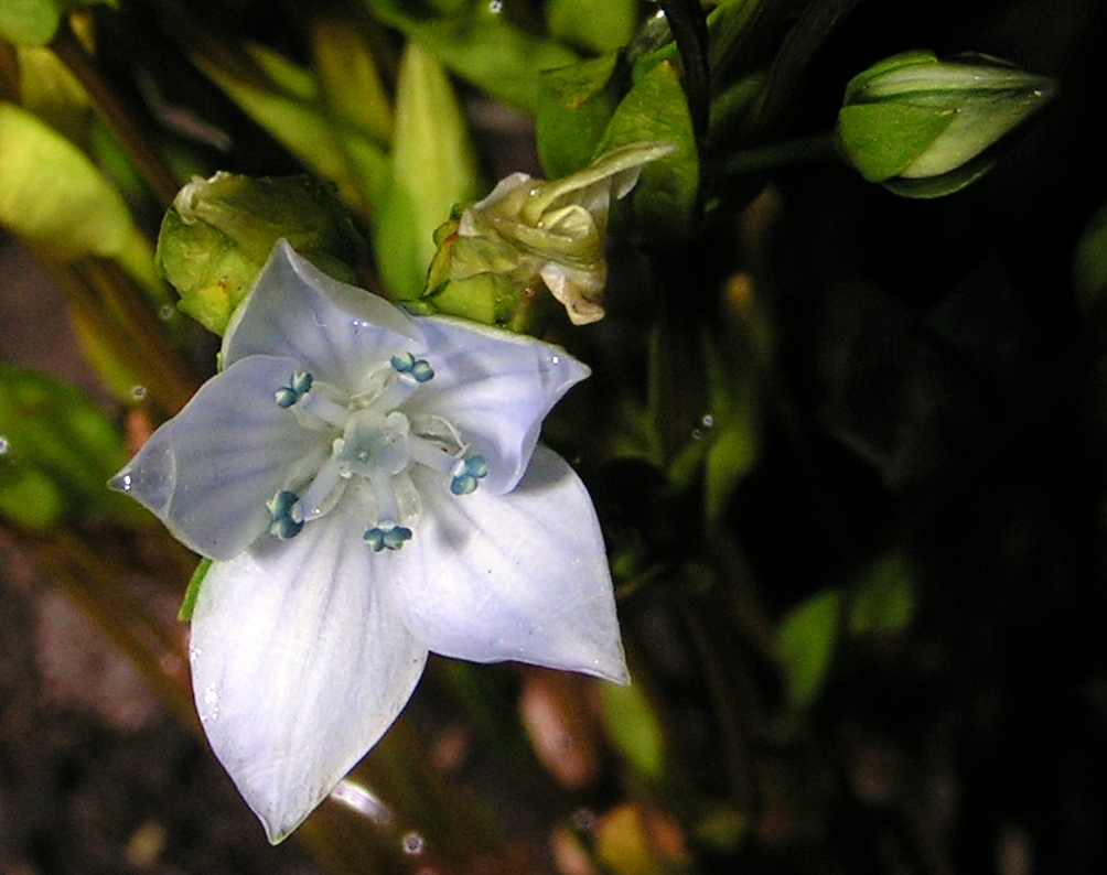 Изображение особи Lomatogonium carinthiacum.