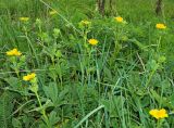 Potentilla umbrosa. Цветущие растения. Крым, гора Чатыр-Даг, нижнее плато, луговая степь. 30.05.2021.