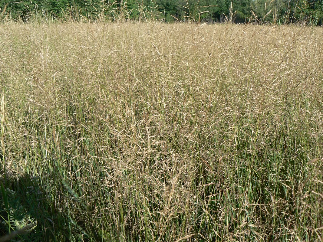 Изображение особи Agrostis gigantea.