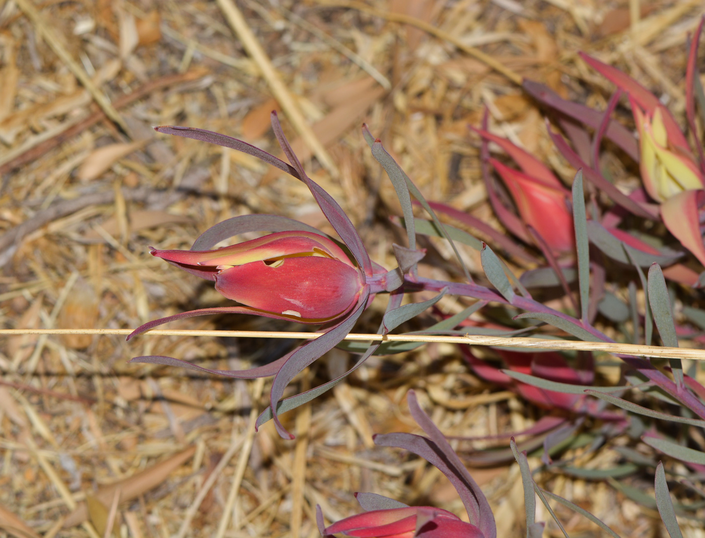 Изображение особи род Leucadendron.