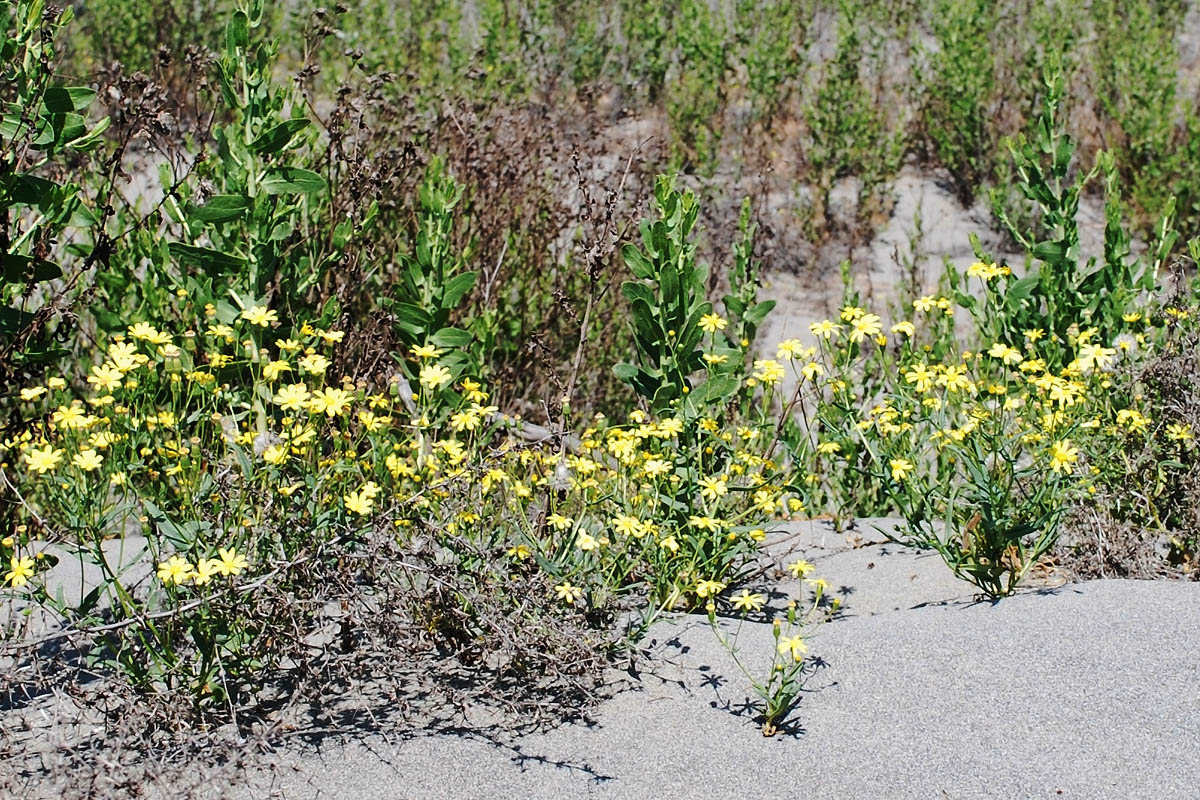 Image of Senecio subdentatus specimen.