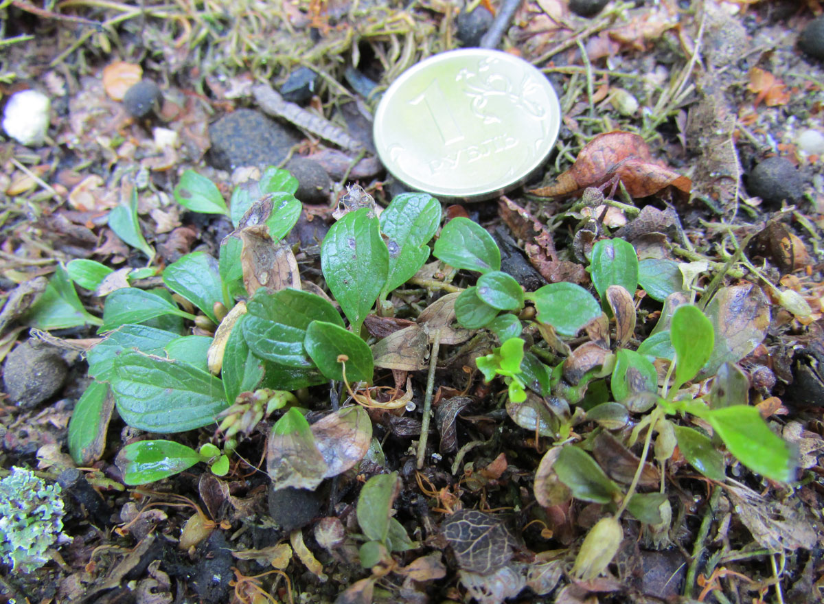 Image of Salix erythrocarpa specimen.