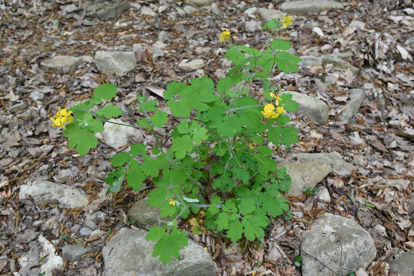 Image of Chelidonium majus specimen.