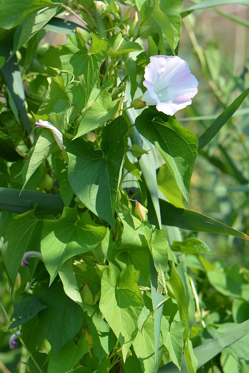 Image of genus Calystegia specimen.