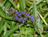 Hardenbergia comptoniana