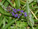 Hardenbergia comptoniana