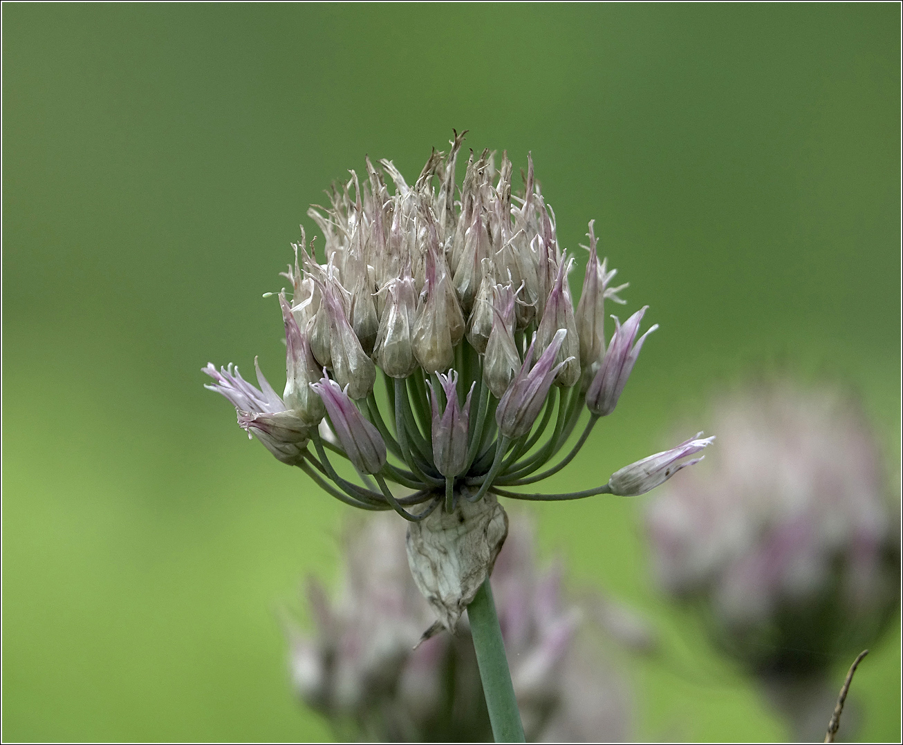 Image of Allium schoenoprasum specimen.