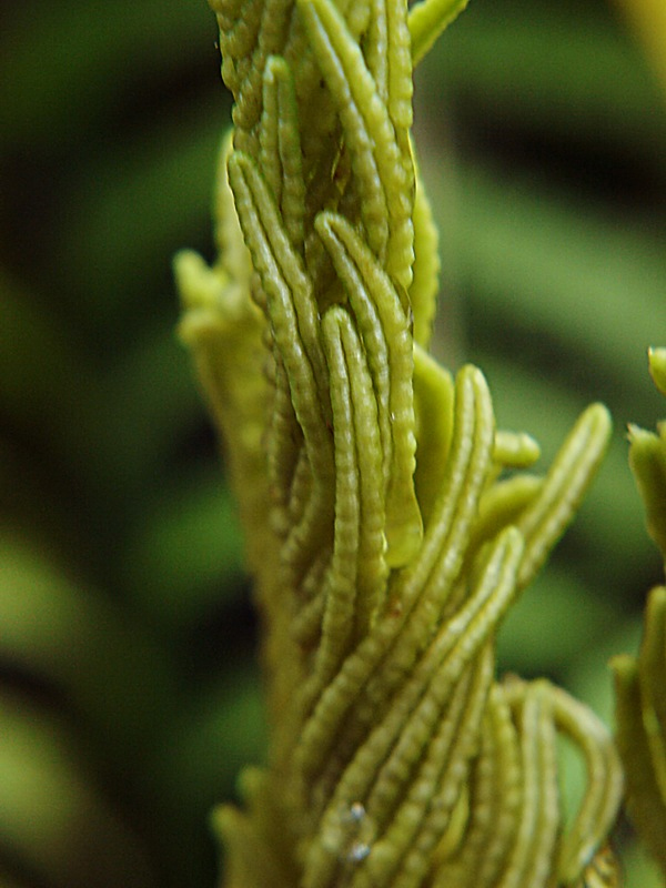 Image of Matteuccia struthiopteris specimen.