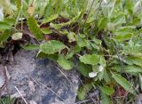 Dryas caucasica