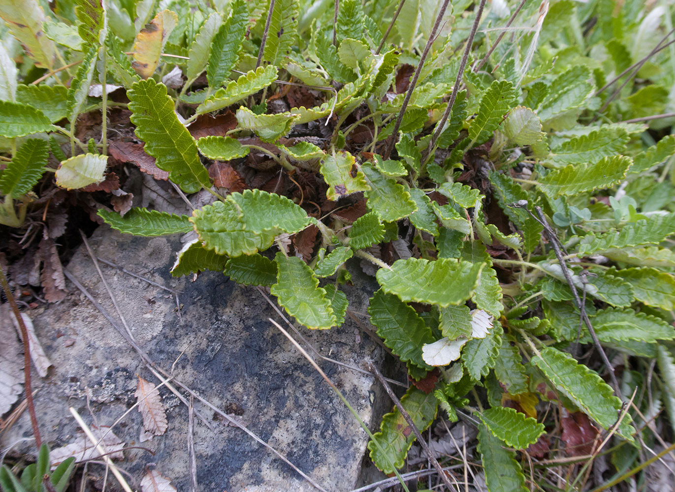 Image of Dryas caucasica specimen.