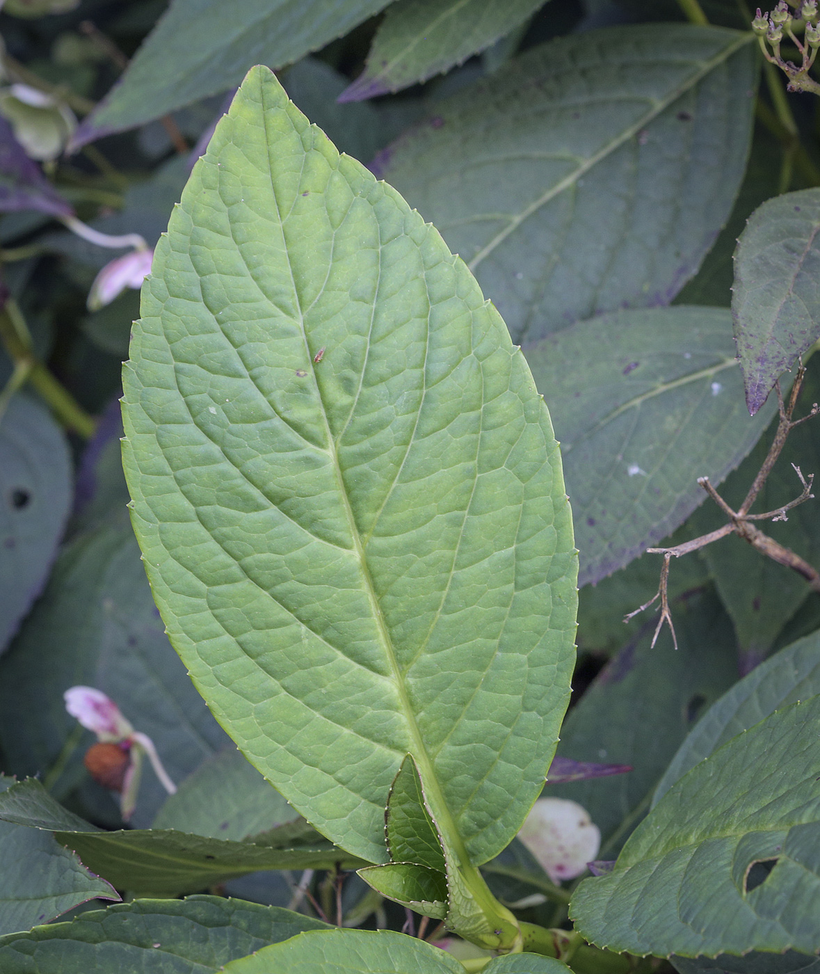 Image of Hydrangea macrophylla specimen.