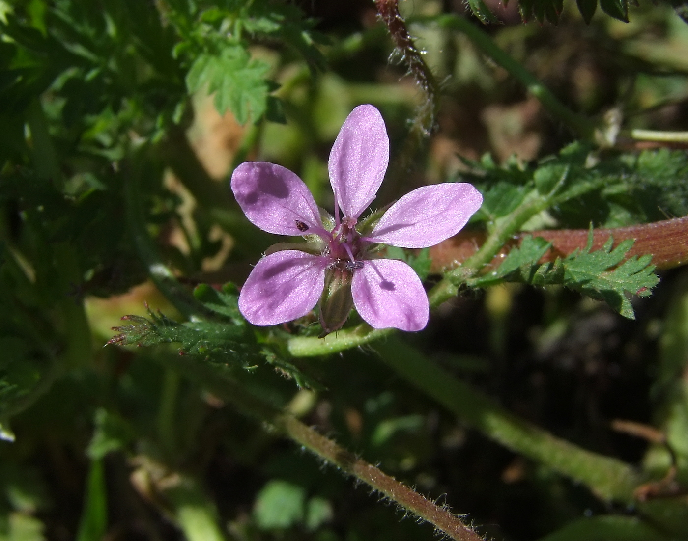 Изображение особи Erodium cicutarium.