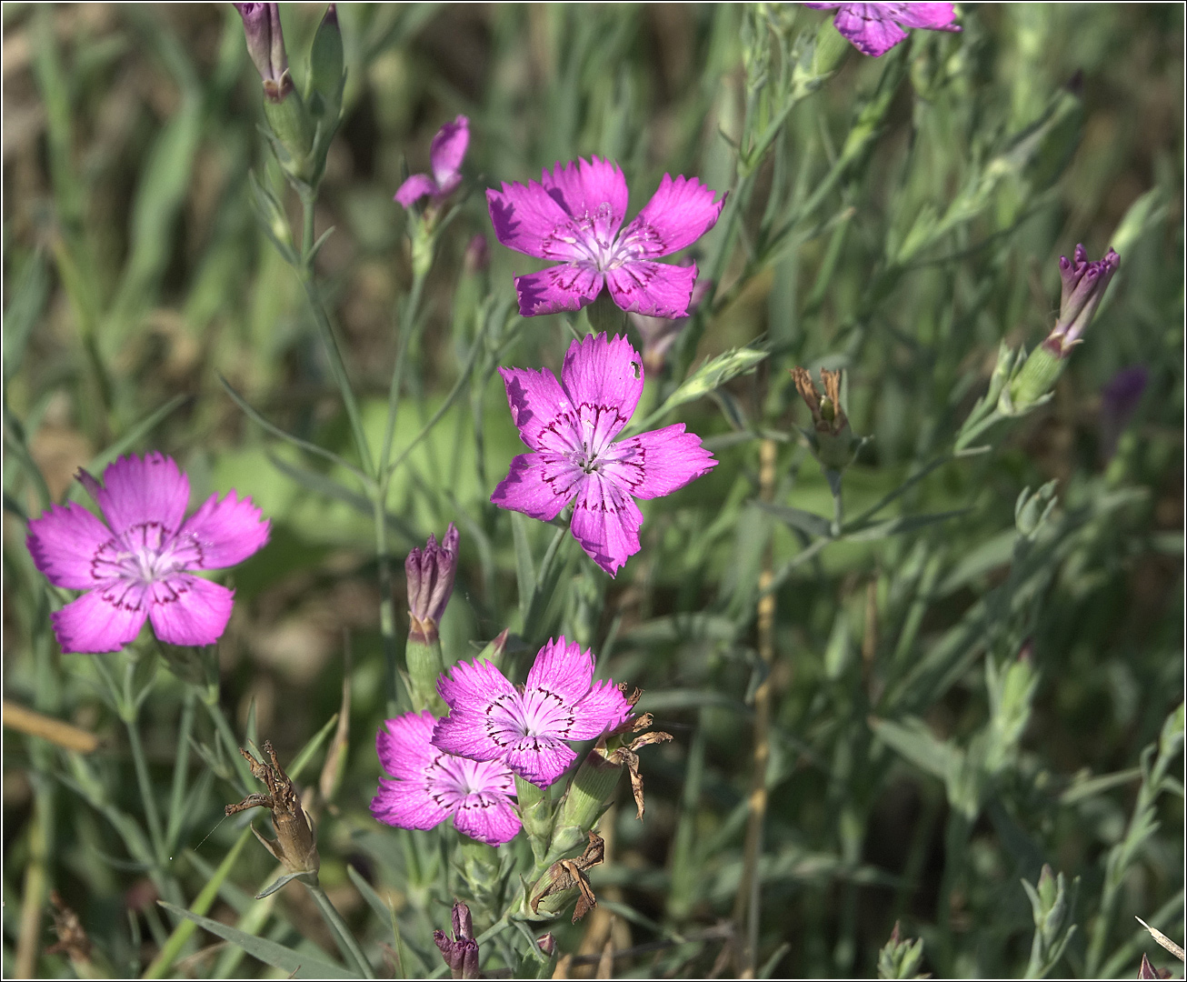 Изображение особи Dianthus fischeri.