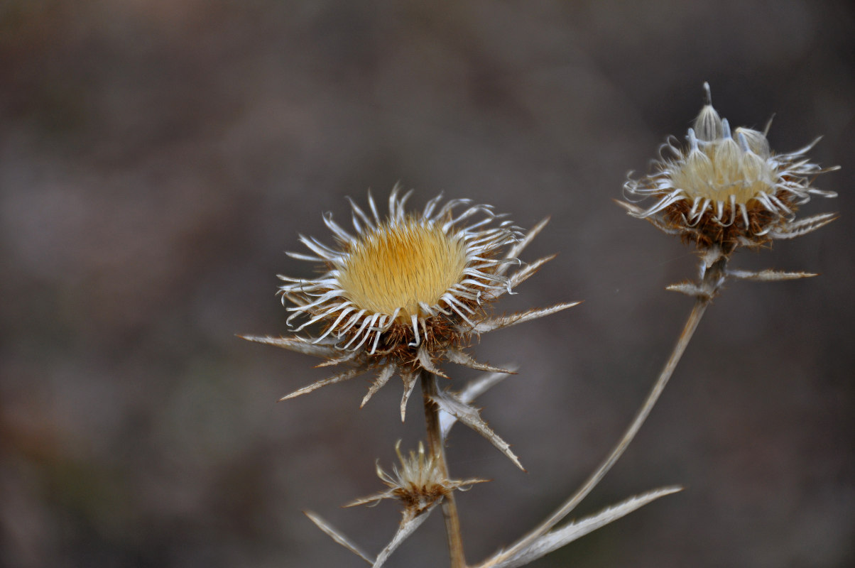 Image of Carlina biebersteinii specimen.