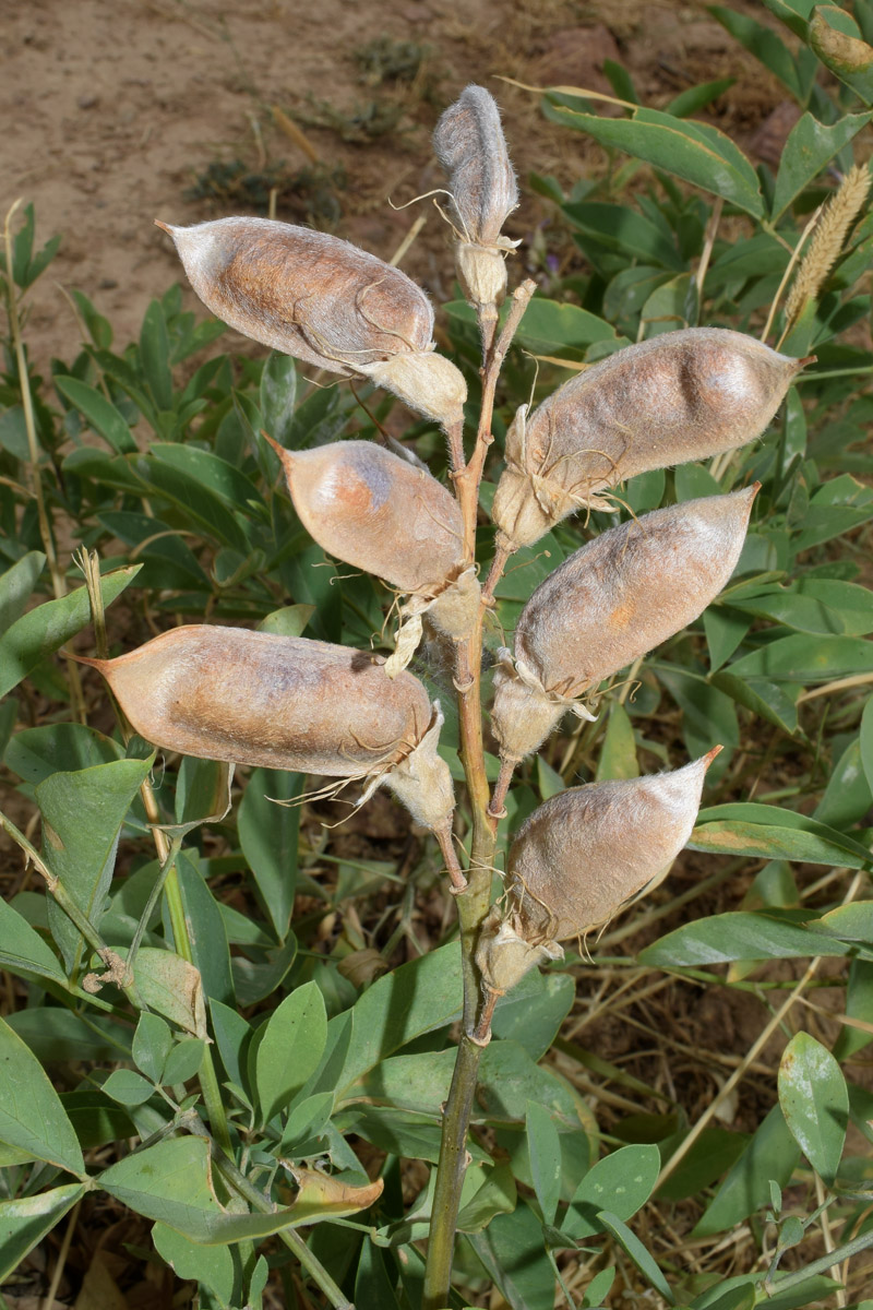 Image of Thermopsis alterniflora specimen.