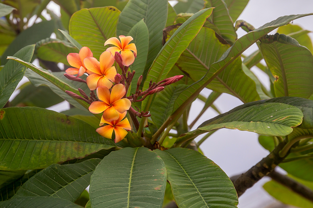 Изображение особи Plumeria rubra.