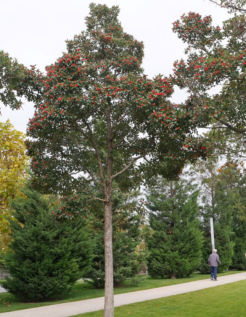 Image of genus Sorbus specimen.