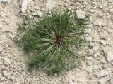 Artemisia campestris. Растение на антропогенном известняковом щебнистом обнажении на склоне. Ленинградская обл., Ломоносовский р-н, Кирхгофские высоты, Туттари-парк. 11.07.2010.