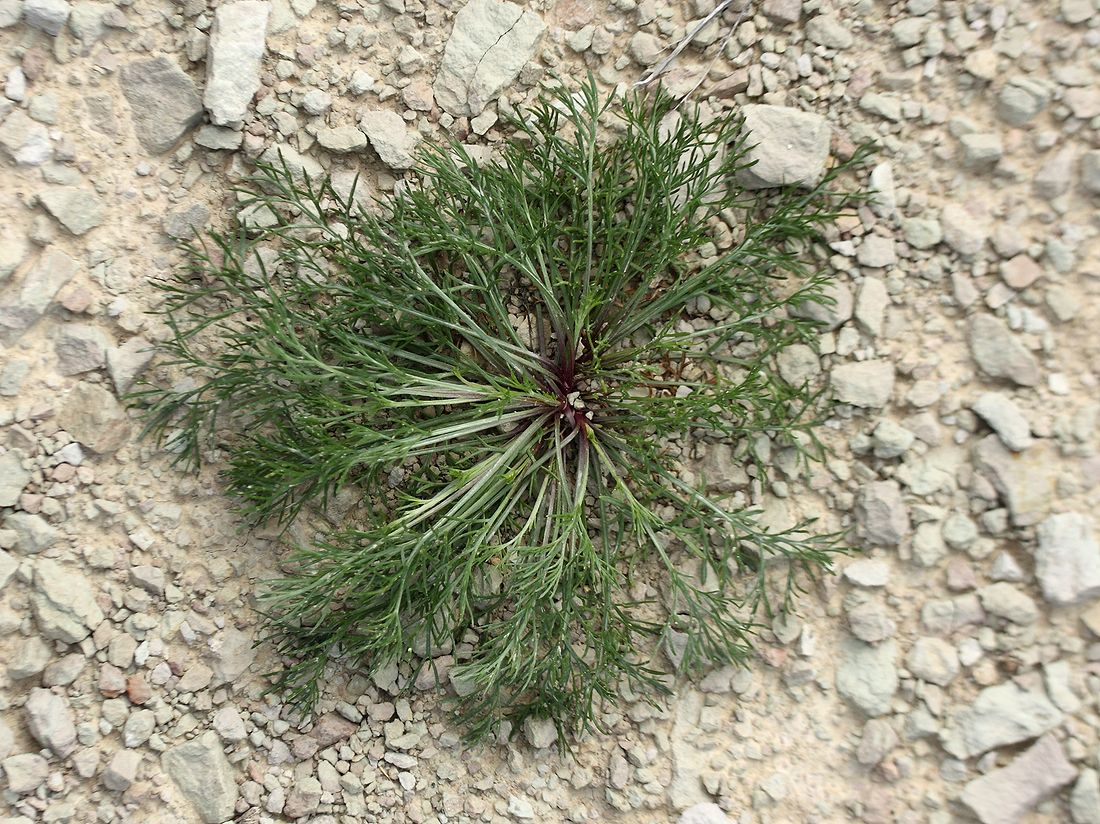 Изображение особи Artemisia campestris.