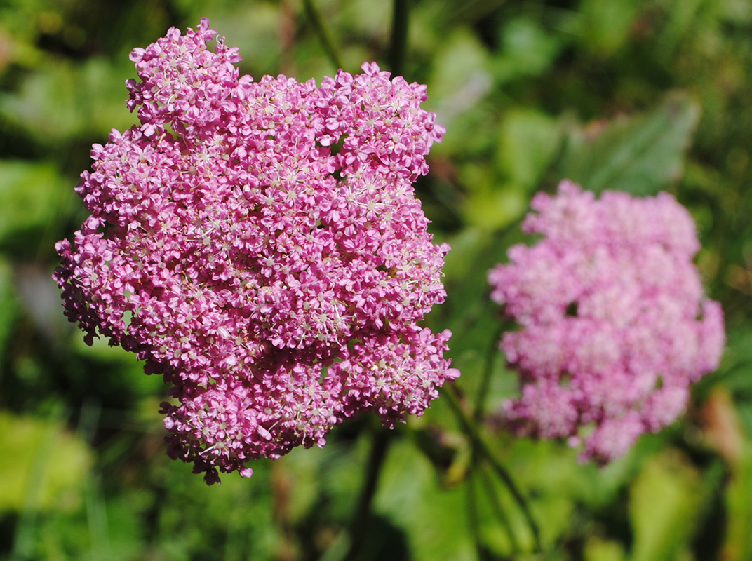 Image of Pimpinella rhodantha specimen.