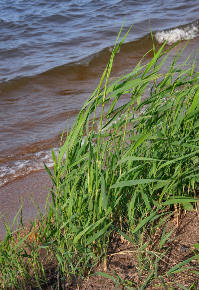 Изображение особи Phragmites australis.