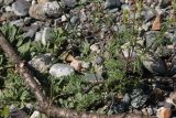 Schizonepeta annua