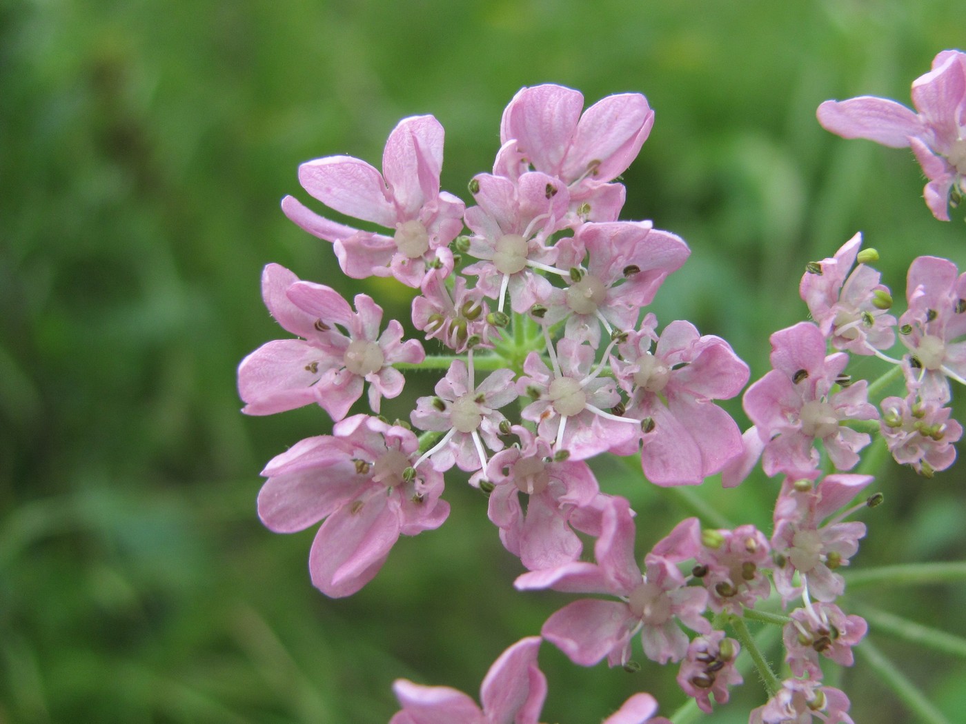 Image of Heracleum roseum specimen.