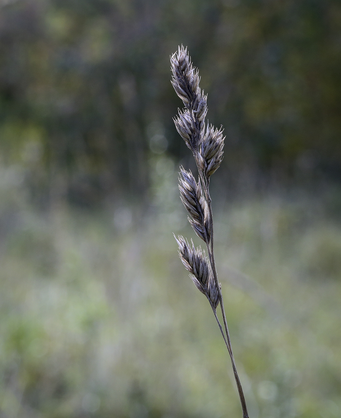 Изображение особи Dactylis glomerata.