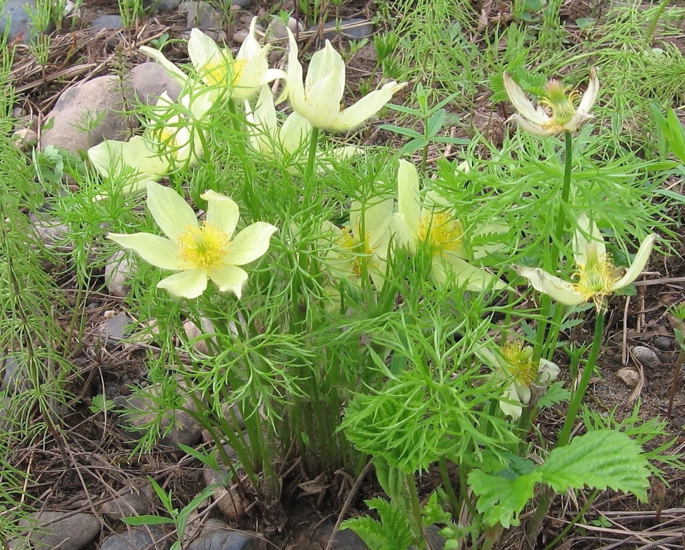 Image of Pulsatilla angustifolia specimen.