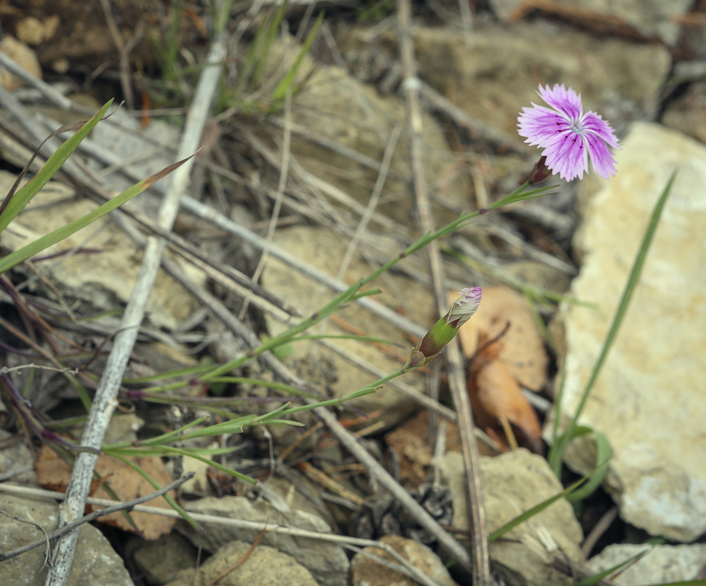 Изображение особи Dianthus versicolor.