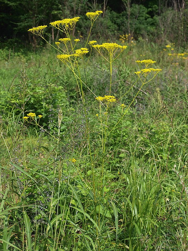 Image of Patrinia scabiosifolia specimen.