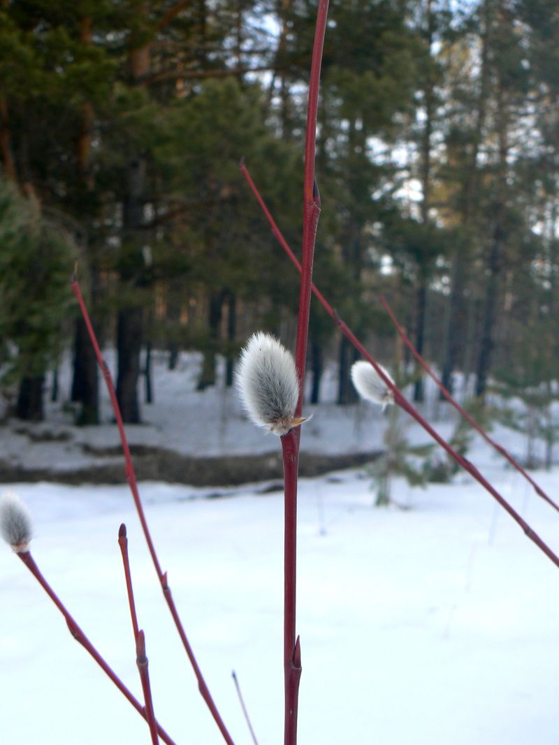 Image of Salix acutifolia specimen.