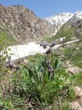 Rindera oblongifolia. Цветущее растение. Узбекистан, Ташкентская обл., западные отроги Чаткальского хребта, Большой Чимган, ур. Аксай, около 2000 м н.у.м. 09.05.2019.
