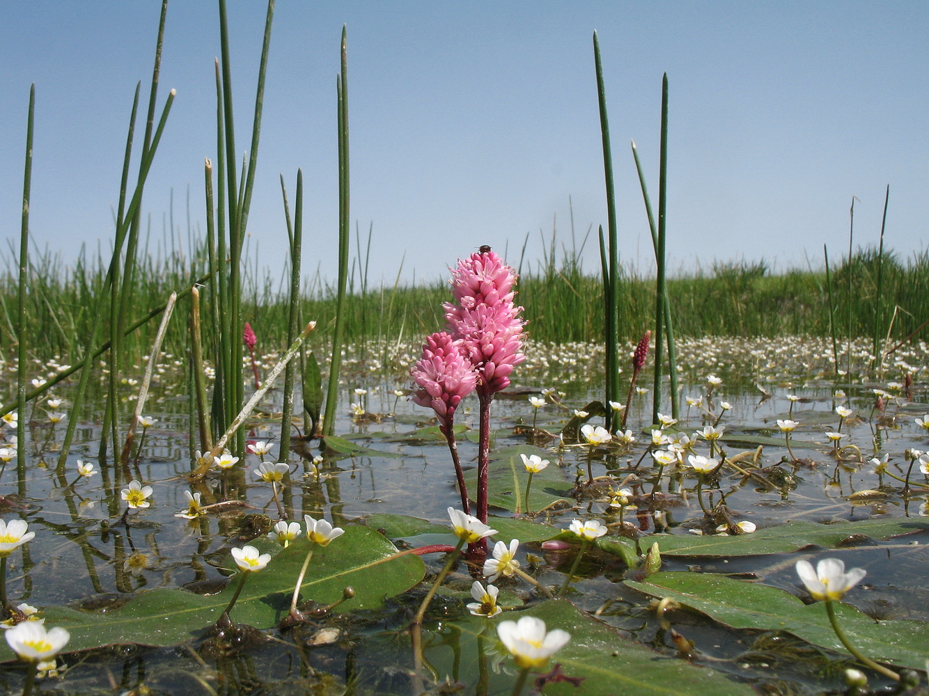 Image of Persicaria amphibia specimen.