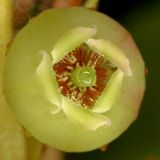Eubotryoides grayana