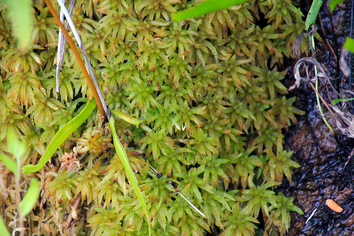 Image of genus Sphagnum specimen.