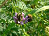 Astragalus danicus