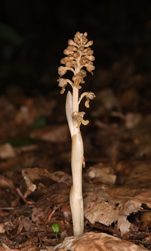 Image of Neottia nidus-avis specimen.