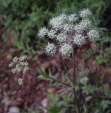 Angelica sylvestris. Соцветие. Пермский край, Оханский р-н, Тулумбаихинское сельское поселение, Кунчурихинский бор, устье ручья. 30.07.2022.