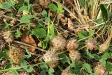 Trifolium fragiferum