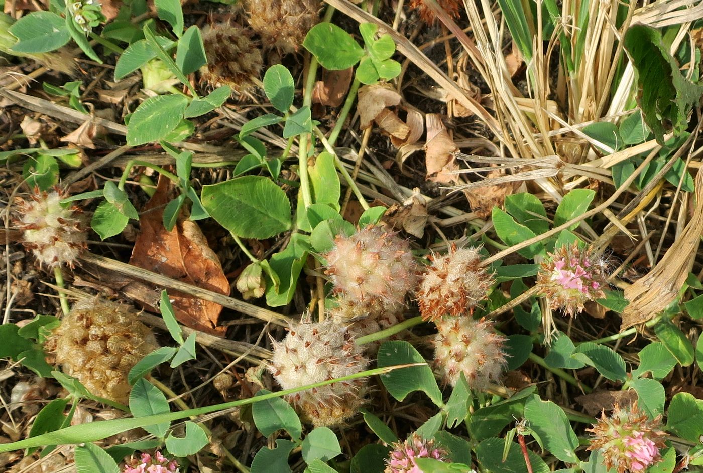 Изображение особи Trifolium fragiferum.