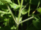 Stachys sylvatica