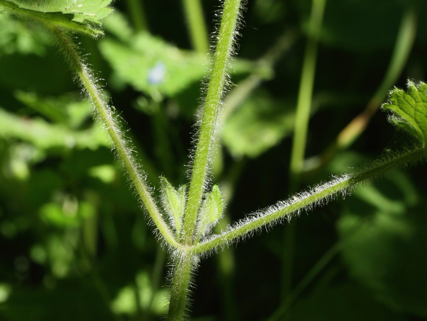 Image of Stachys sylvatica specimen.