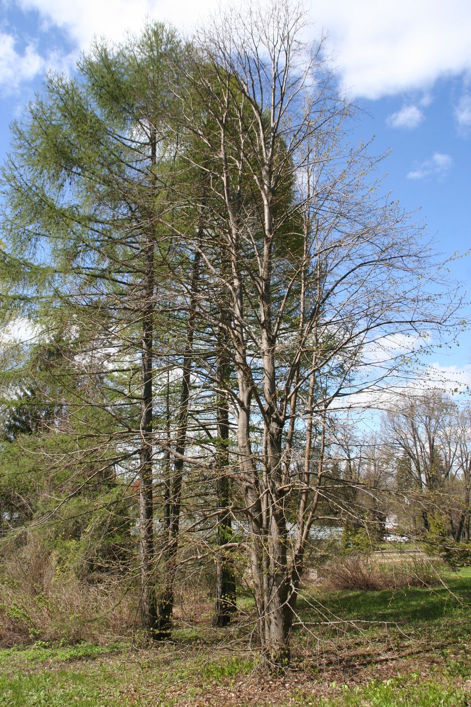 Изображение особи Tilia begoniifolia.