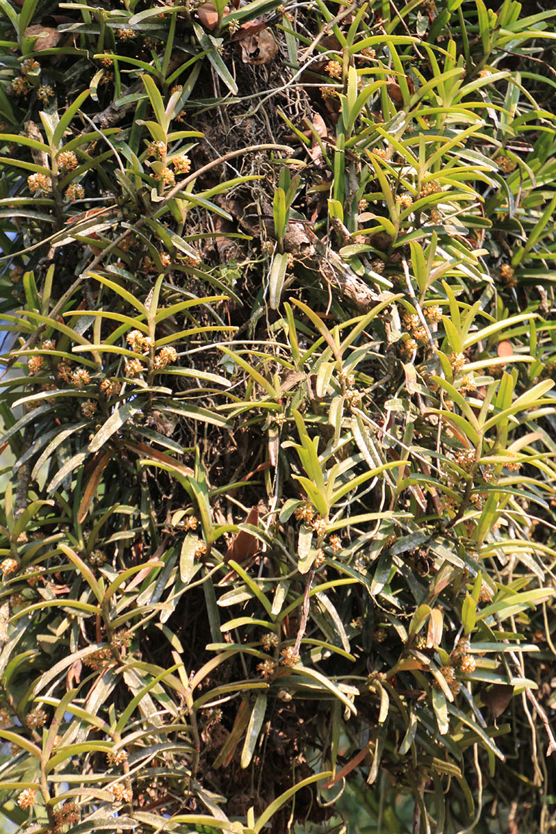 Изображение особи семейство Orchidaceae.