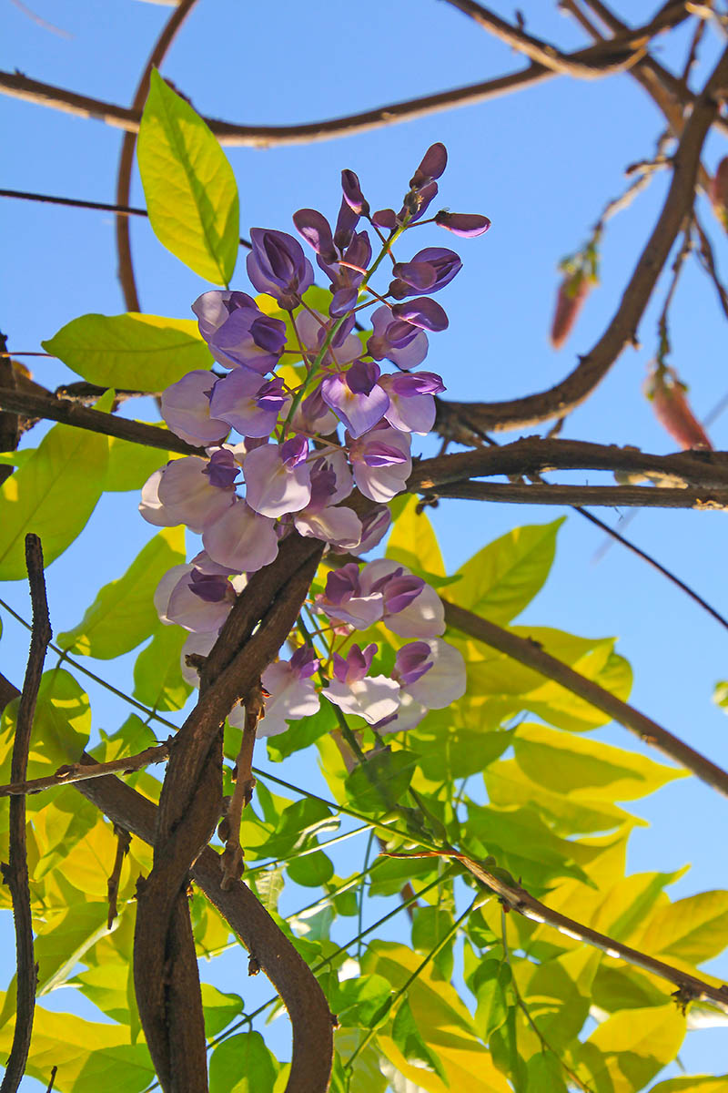Image of Wisteria sinensis specimen.