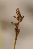 Carex brunnescens