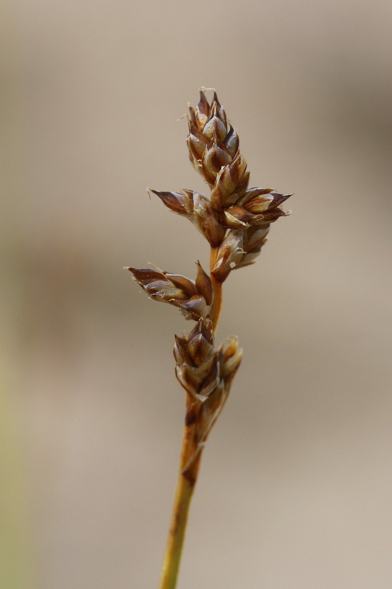 Изображение особи Carex brunnescens.