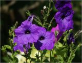 Petunia &times; atkinsiana